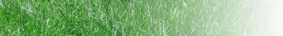 Image of Grass