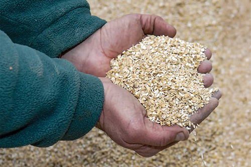 hand holding crimped treated moist grain feed
