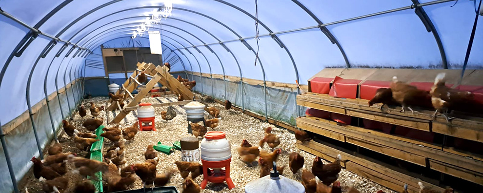 Rooster Booster poultry lighting set up in poultry tunnel