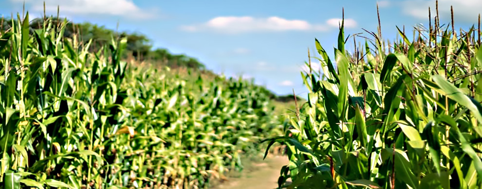 Maize field